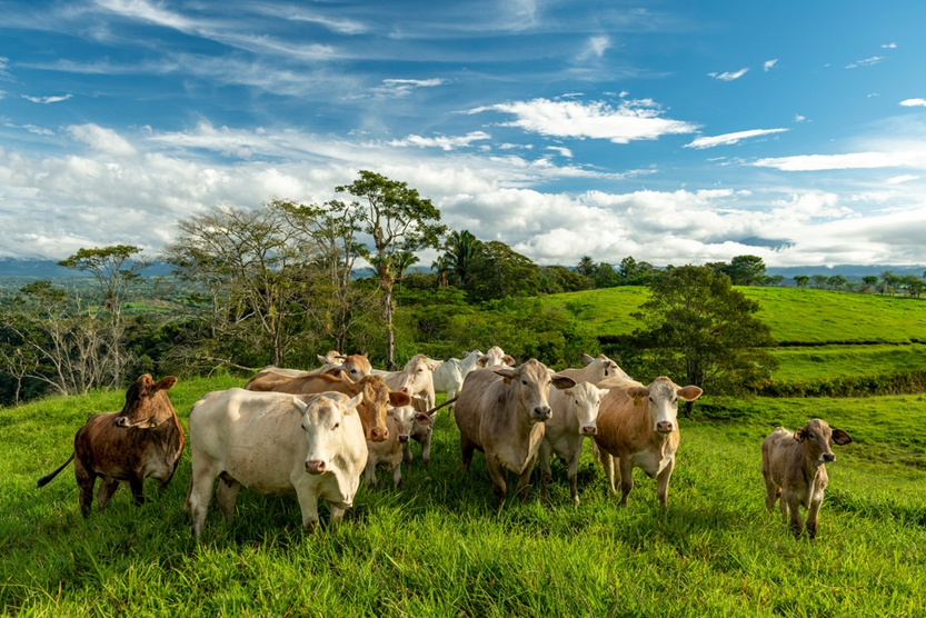 Brahman Cow Guide: 7 Facts Every Rancher Needs